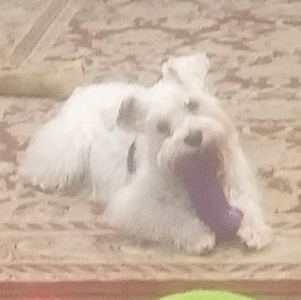 Meet your Posher, Bea